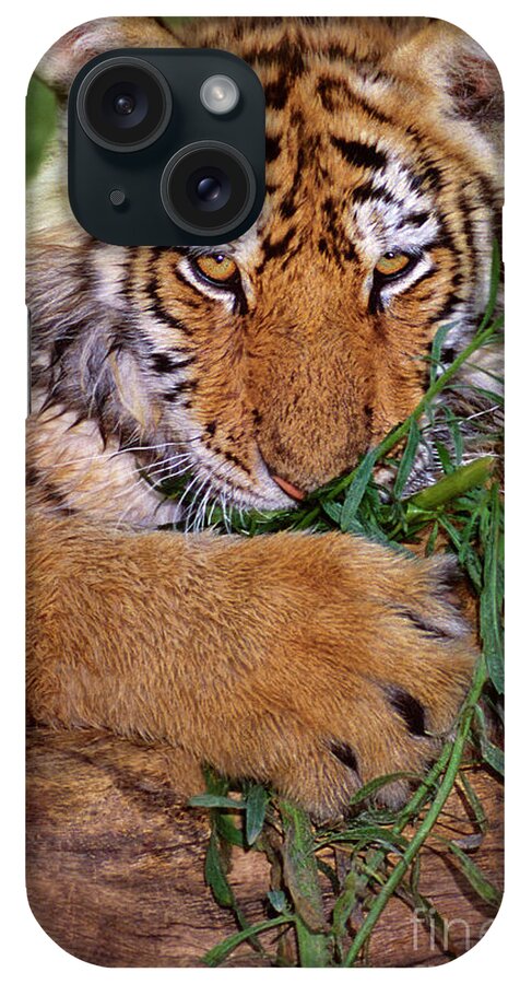 Siberian Tiger iPhone Case featuring the photograph Siberian Tiger Cub Endangered Species Wildlife Rescue by Dave Welling