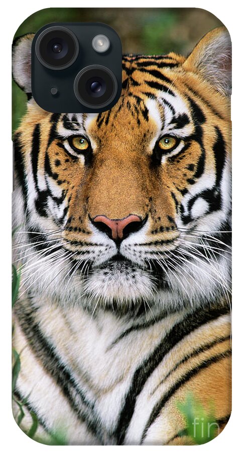 Siberian Tiger iPhone Case featuring the photograph Siberian Tiger Staring Endangered Species Wildlife Rescue by Dave Welling