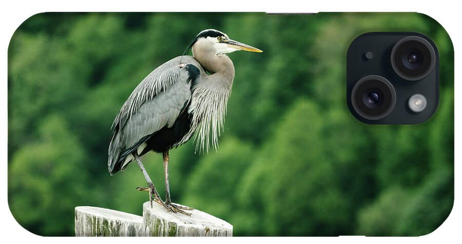 Great Blue Heron iPhone Case featuring the photograph Side View Of A Great Blue Heron On A Log Piling In Puget Sound by Cavan Images