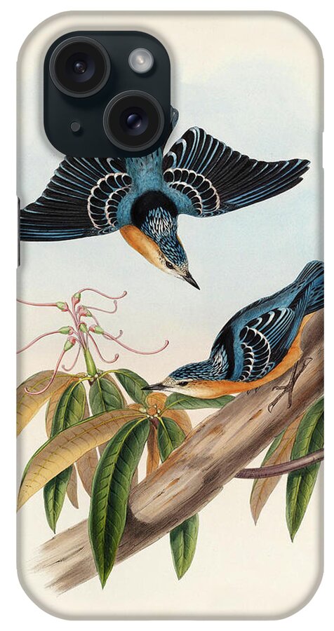 Aves iPhone Case featuring the painting Sitta Formosa - Beautiful Nuthatch by John Gould