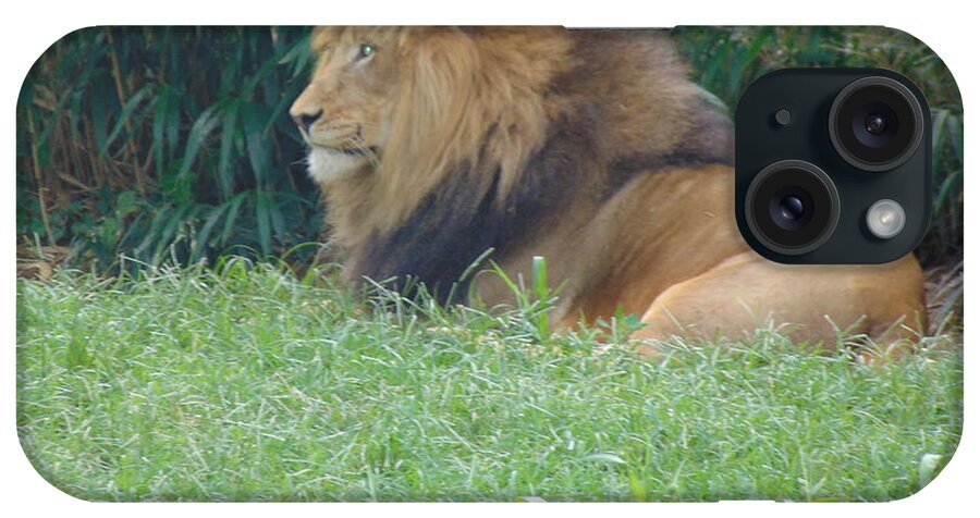 Lion iPhone Case featuring the photograph Sitting King by Antonio Moore