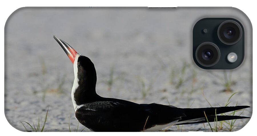 Shorebirds iPhone Case featuring the photograph Skimmer Vs Least Tern by JASawyer Imaging