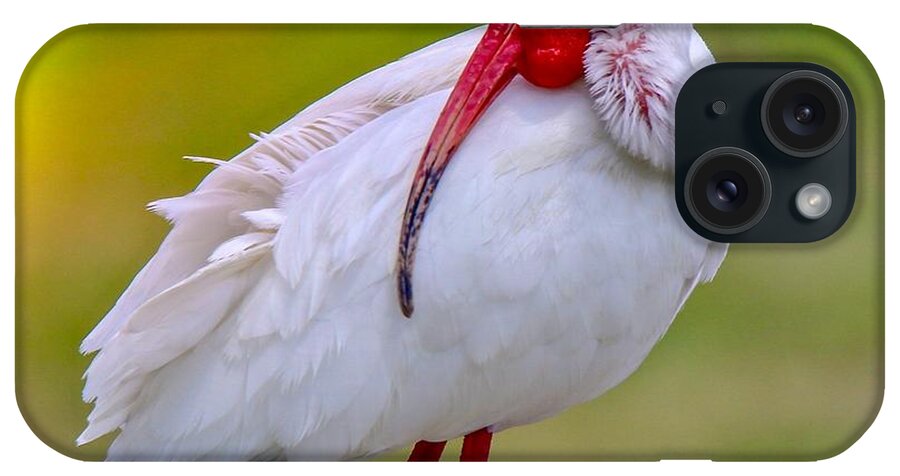 White Ibis iPhone Case featuring the photograph Sleepy Ibis by Susan Rydberg