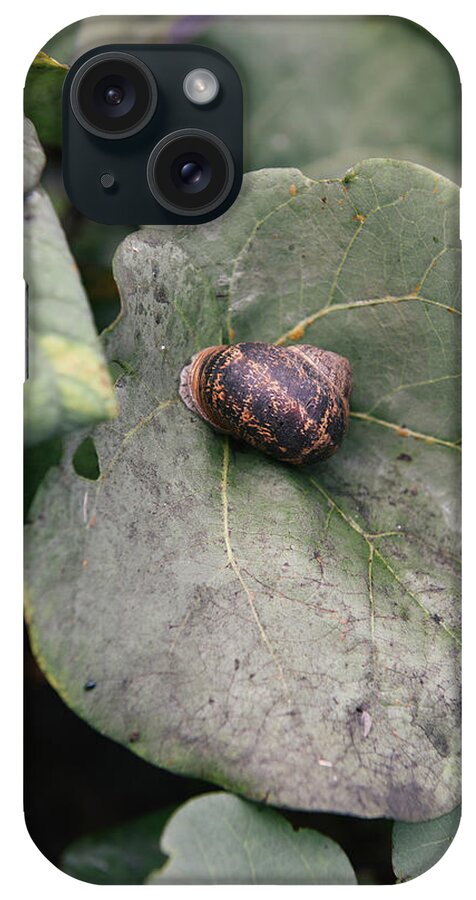 Dordogne iPhone Case featuring the photograph Snail Crawling Along A Leaf In The South Of France by Cavan Images