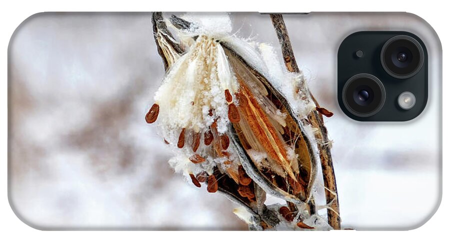 Steve Harrington iPhone Case featuring the photograph Snow Covered Milkweed - Vignette by Steve Harrington