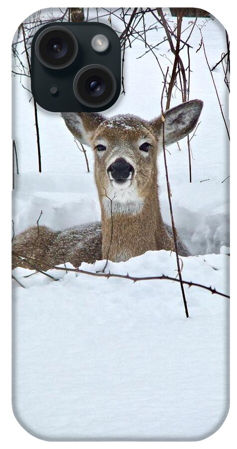 Snow iPhone Case featuring the photograph Snow Deer by Kathy Chism