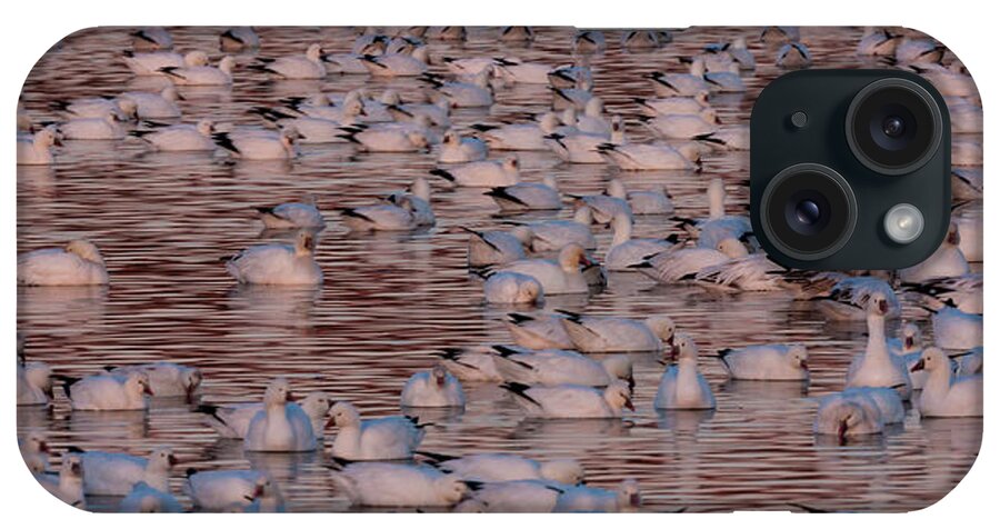 Vertebrate iPhone Case featuring the photograph Snow Geese, Bosque Del Apache National by Mint Images/ Art Wolfe