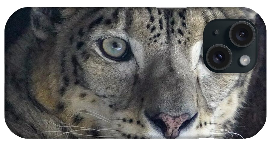 Snow Leopard iPhone Case featuring the photograph Snow Leopard by Susan Rydberg
