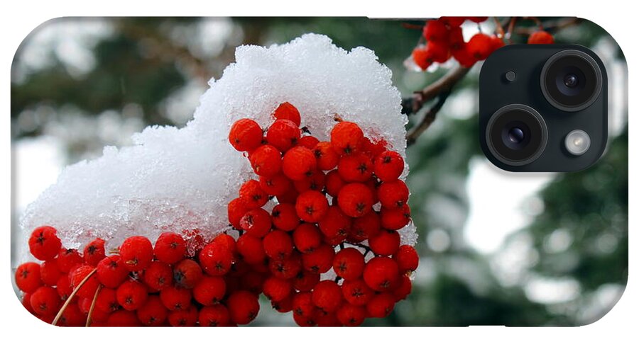 Mountain Ash iPhone Case featuring the photograph Snow on Mountain Ash berries by Jean Evans