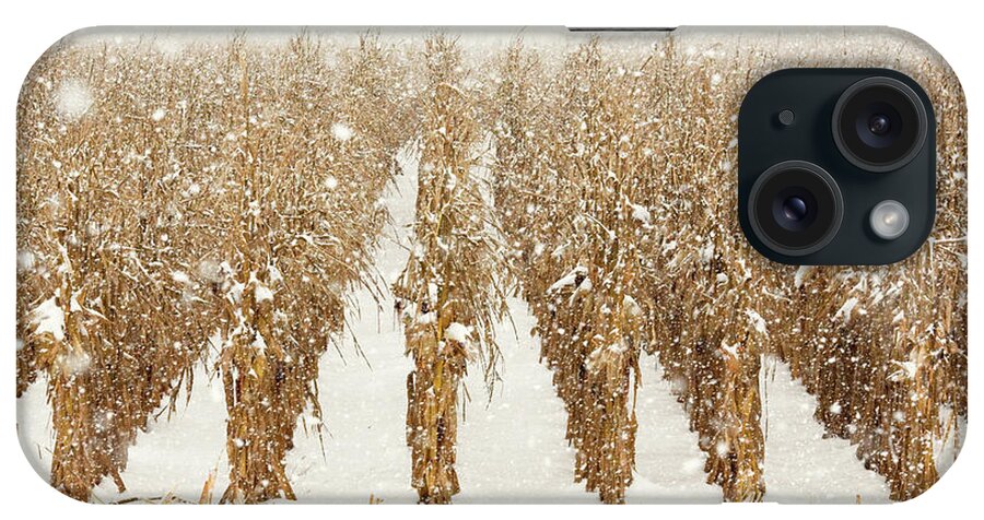 Corn iPhone Case featuring the photograph Snowy Corn Stalks by Todd Klassy