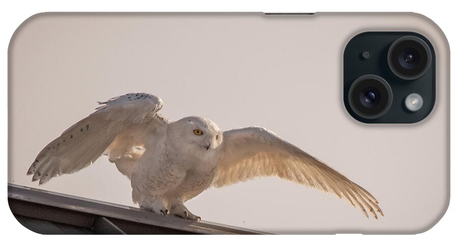 Snowy Owl iPhone Case featuring the photograph Snowy Landing Balance by Hershey Art Images