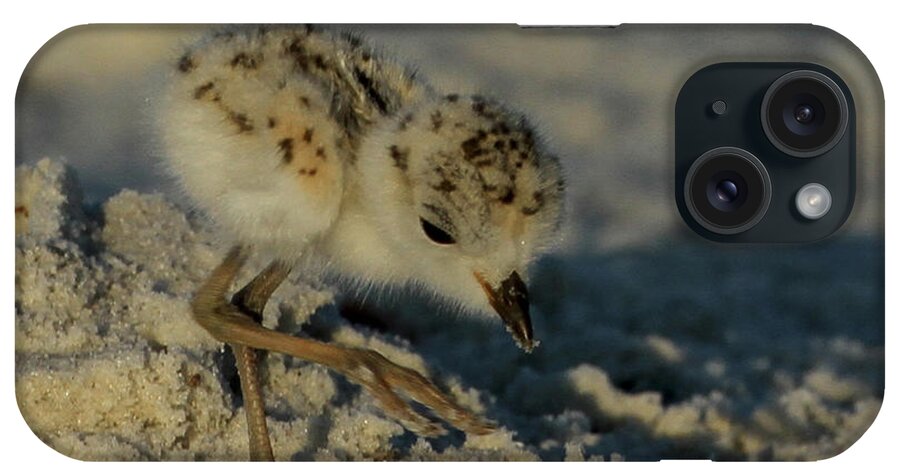 Snowy Plover. Animals iPhone Case featuring the photograph Snowy Plover on the Hunt by Meg Rousher