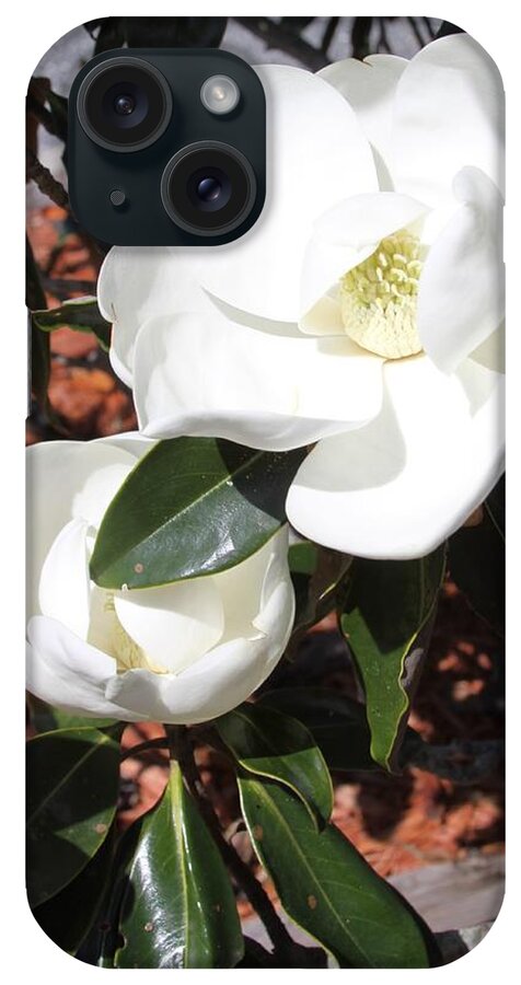 Snowy iPhone Case featuring the photograph Snowy White Gardenia Blossoms by Philip And Robbie Bracco