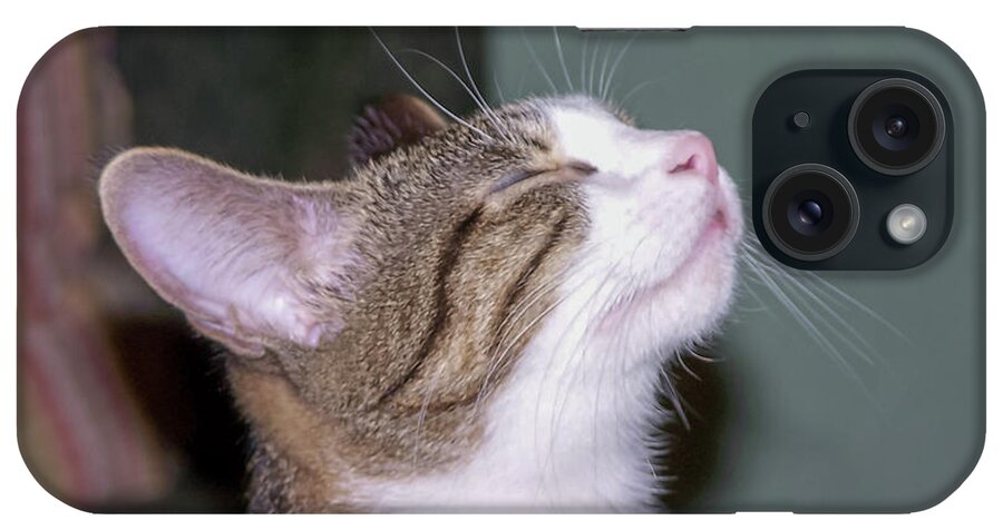 Kitty iPhone Case featuring the photograph So Pleased by Chuck Shafer