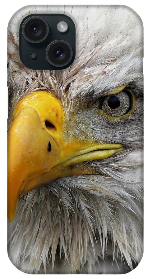Wildlife iPhone Case featuring the photograph Soggy Eagle by Michelle Pennell