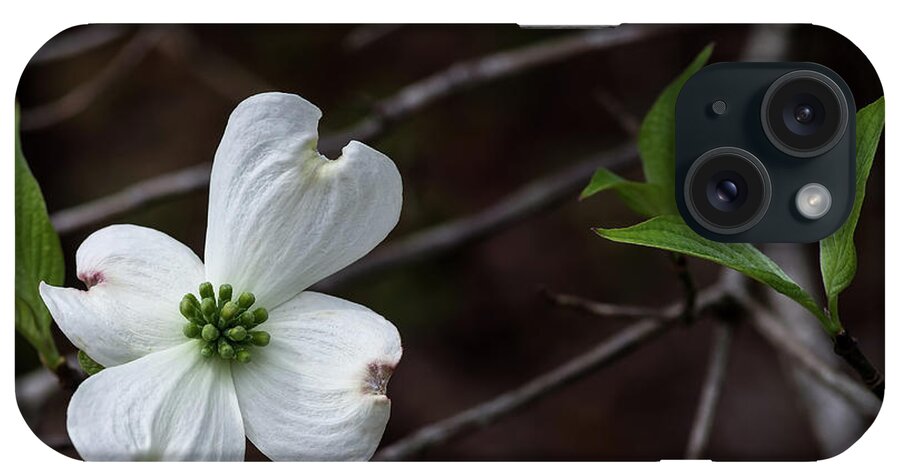 Floral iPhone Case featuring the photograph Solo Dogwood by Thomas Whitehurst