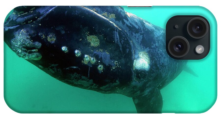 00586968 iPhone Case featuring the photograph Southern Rights Whale Off Argentina by Hiroya Minakuchi