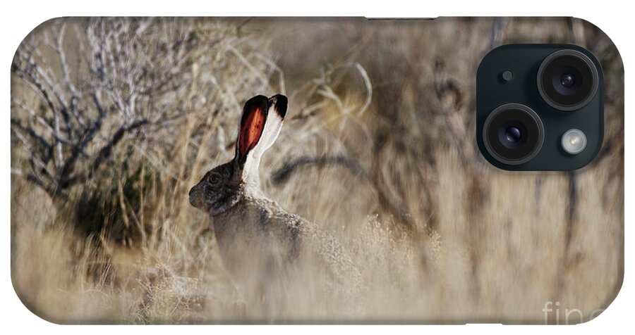 Desert Rabbit iPhone Case featuring the photograph Southwest Desert Hare by Robert WK Clark