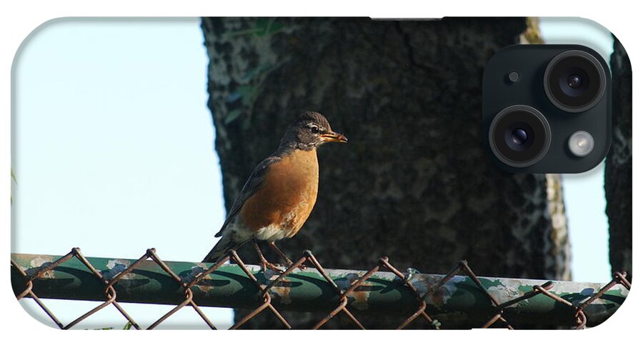 Outdoors iPhone Case featuring the photograph The American Robin by Ee Photography
