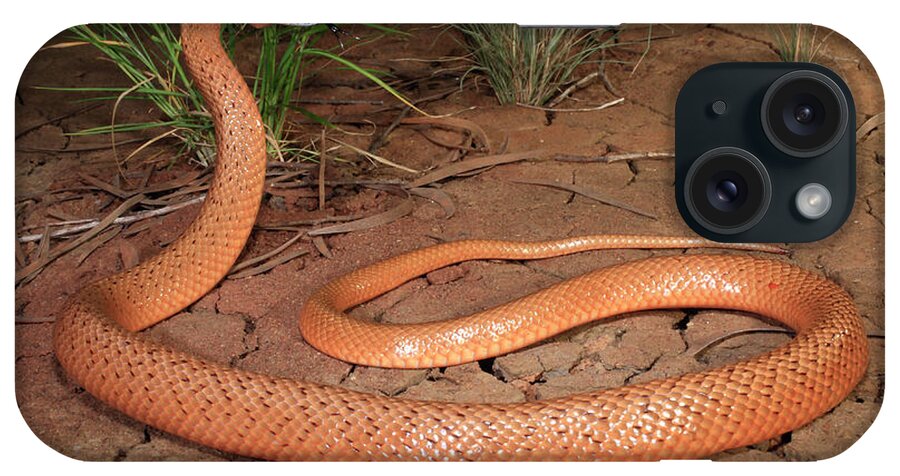 Animal iPhone Case featuring the photograph Speckled Brownsnake Female Gaping And Flicking Tongue In by Robert Valentic / Naturepl.com