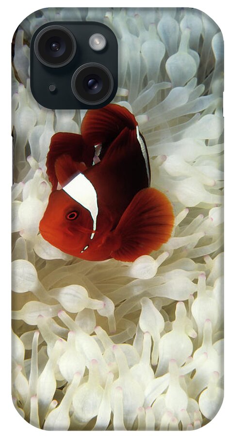 Underwater iPhone Case featuring the photograph Spinecheek Clownfish In Bleached by Tammy616