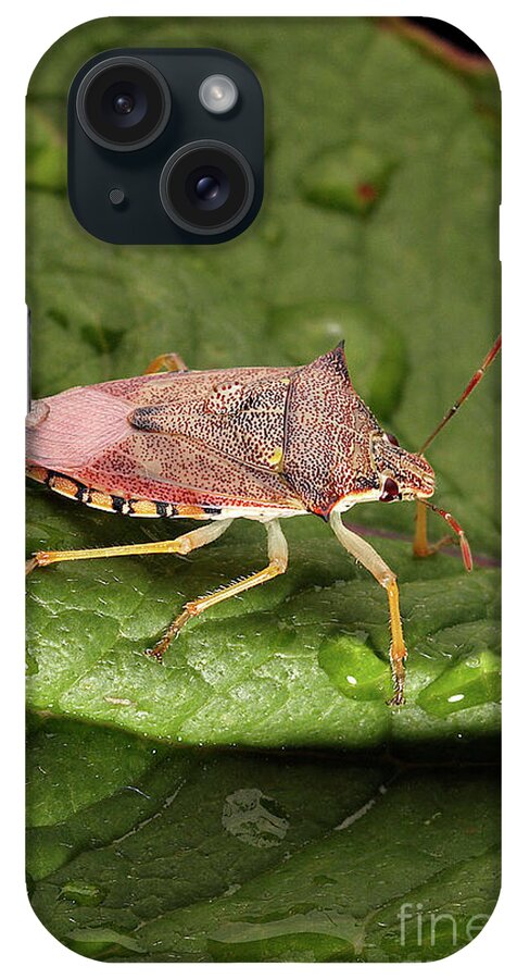 Fauna iPhone Case featuring the photograph Spined Soldier Bug by Uk Crown Copyright Courtesy Of Fera/science Photo Library