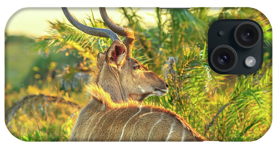 Kudu iPhone Case featuring the photograph Spiral Horned Antelope by Benny Marty