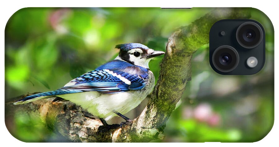 Blue Jay iPhone Case featuring the photograph Spring Blue Jay by Christina Rollo