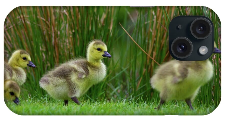 Grass iPhone Case featuring the photograph Spring Canada Goose Goslings by Benedek
