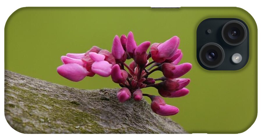 Jane Ford iPhone Case featuring the photograph Spring has sprung by Jane Ford