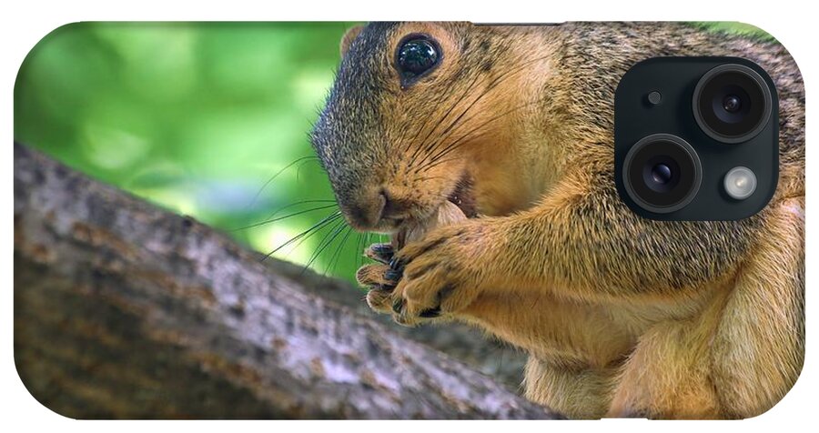Fox Squirrel iPhone Case featuring the photograph Squirrel Eating A Nut In A Tree by Don Northup