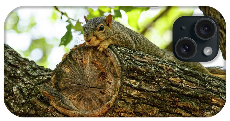 Squirrel iPhone Case featuring the photograph Squirrel with a view by Jason Hughes
