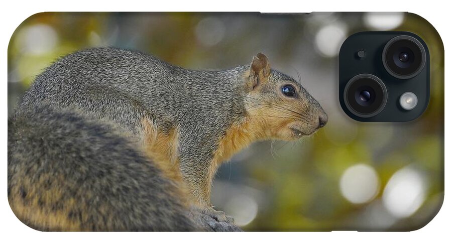 Squirrel iPhone Case featuring the photograph Squirrely by Fraida Gutovich