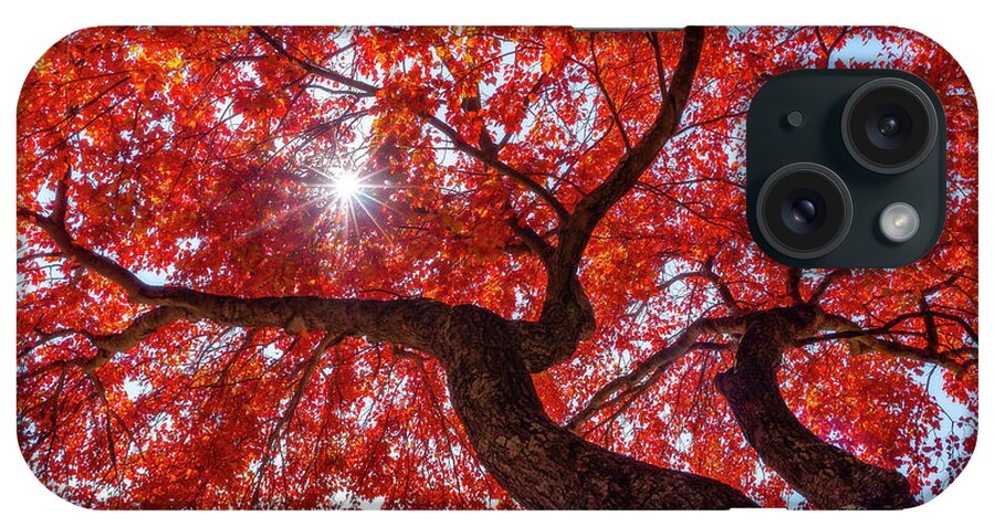 Tree iPhone Case featuring the photograph Staring Up At Fall by John Randazzo