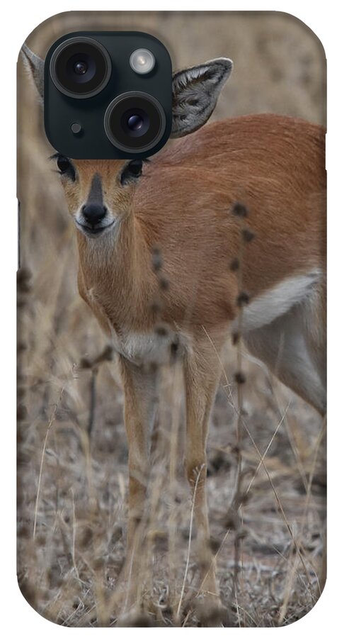 Steenbok iPhone Case featuring the photograph Steenbok, Kruger National Park by Ben Foster