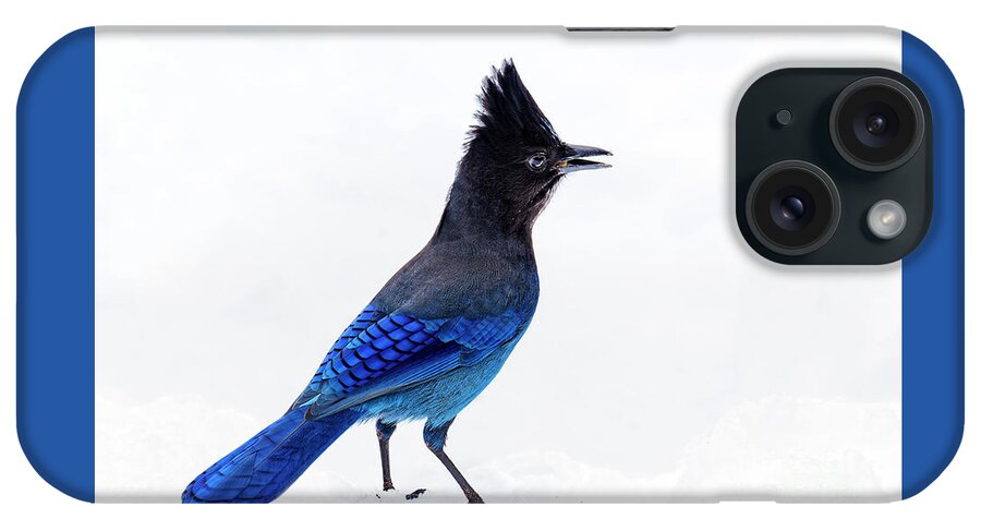 Wild iPhone Case featuring the photograph Stellers Jay Cyanocitta stelleri snow Oregon USA by Robert C Paulson Jr