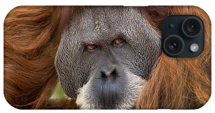 00574894 iPhone Case featuring the photograph Sumatran Orangutan Male by Tim Fitzharris
