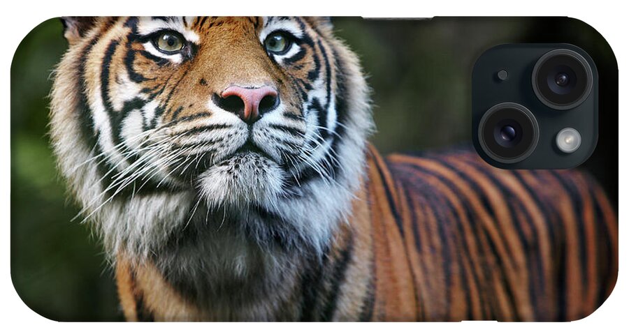 Animal Themes iPhone Case featuring the photograph Sumatran Tiger by Allan Baxter