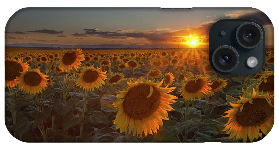 Petal iPhone Case featuring the photograph Sunflower Field - Colorado by Lightvision, Llc