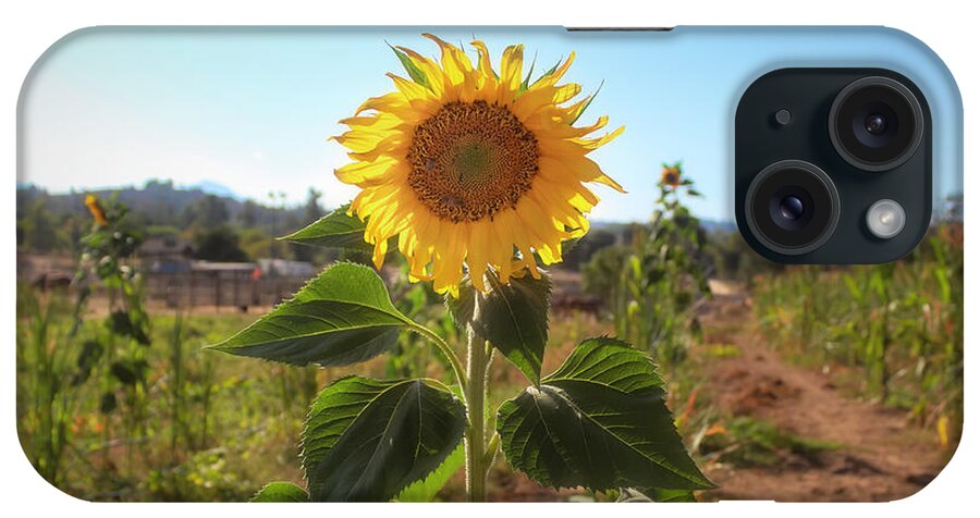 Sunflower iPhone Case featuring the photograph Sunflower Power by Alison Frank