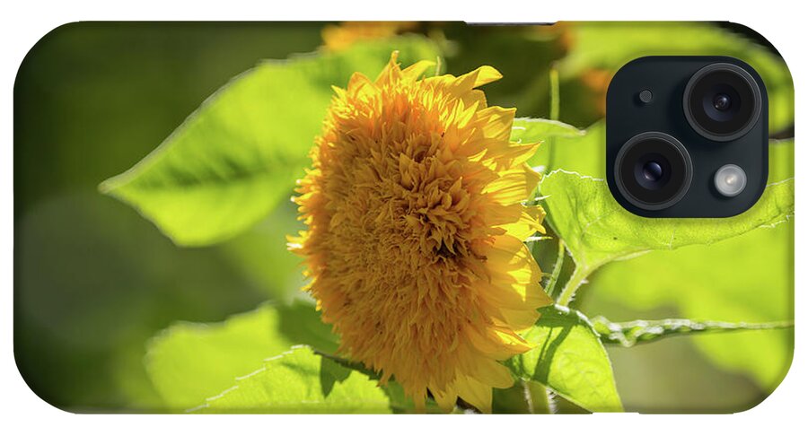 Sunflower iPhone Case featuring the photograph Sunflower Teddy Bear by Eva Lechner