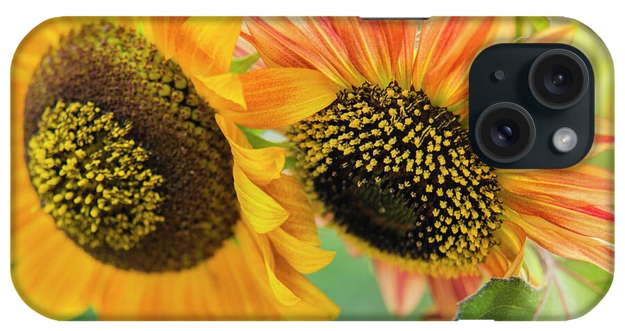 Maine iPhone Case featuring the photograph Sunflowers by Alana Ranney