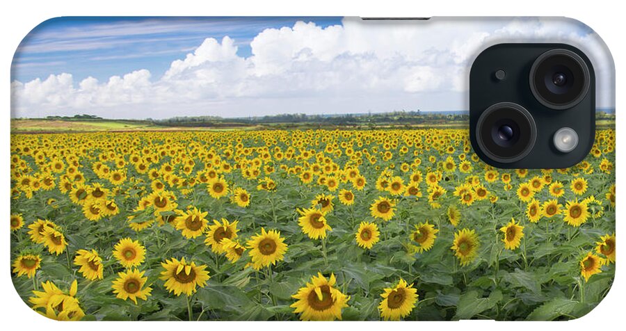 Sunflower Field Hawaii iPhone Case featuring the photograph Sunflowers Hawaii by Leonardo Dale