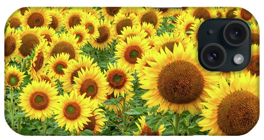 Flower iPhone Case featuring the photograph Sunflowers of Summerside Three by Douglas Wielfaert