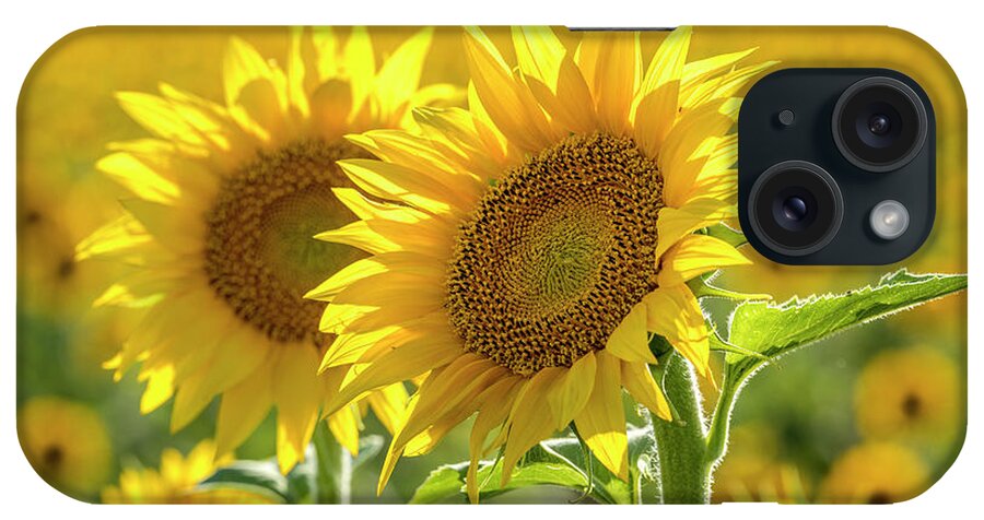Colorado iPhone Case featuring the photograph Sunny Afternoon Sunflower by Teri Virbickis