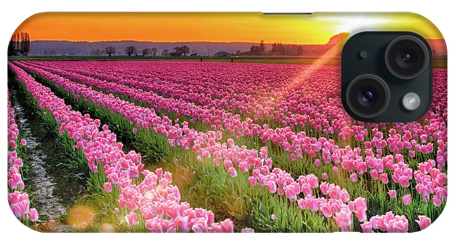 Tulip iPhone Case featuring the photograph Sunset in the Skagit by Briand Sanderson