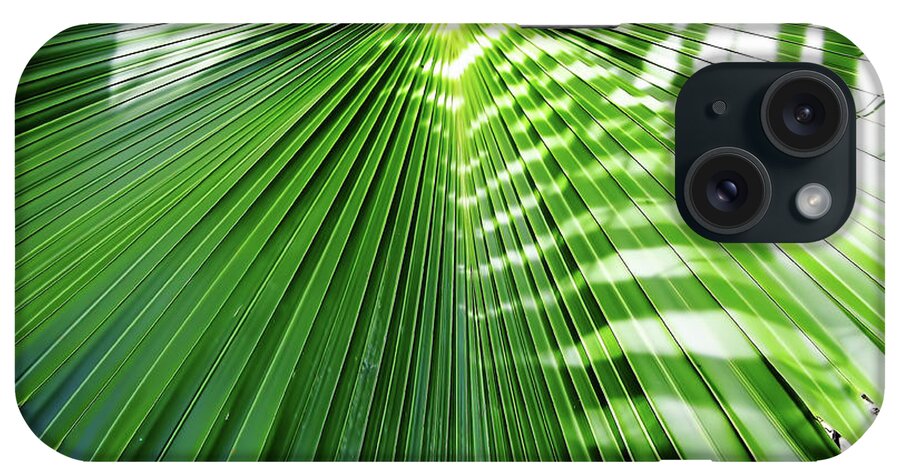 Palm iPhone Case featuring the photograph Sunshine On The Palm Frond by D Hackett