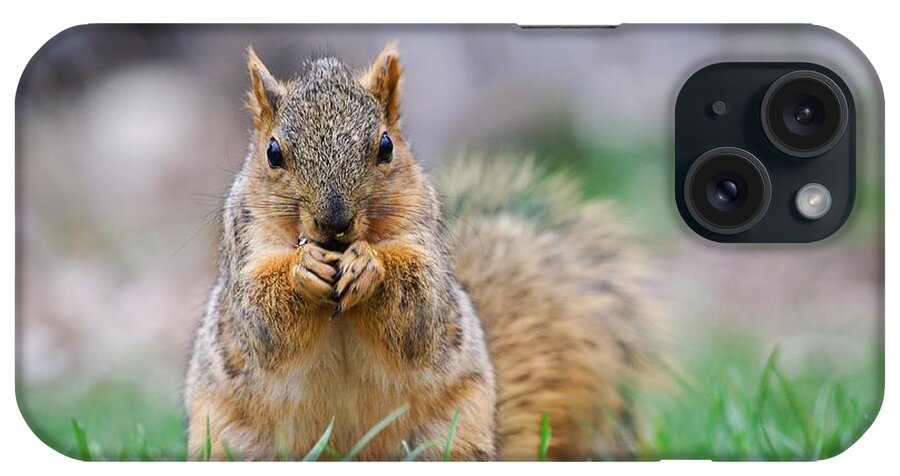 Fox Squirrel iPhone Case featuring the photograph Super Cute Fox Squirrel by Don Northup