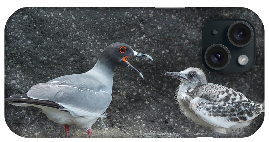 Animal iPhone Case featuring the photograph Swallow-tailed Gull Calling Chick by Tui De Roy