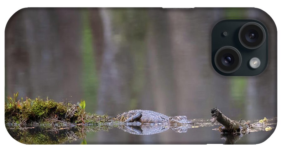 Alligator iPhone Case featuring the photograph Swamp Dreams by Susan Rissi Tregoning